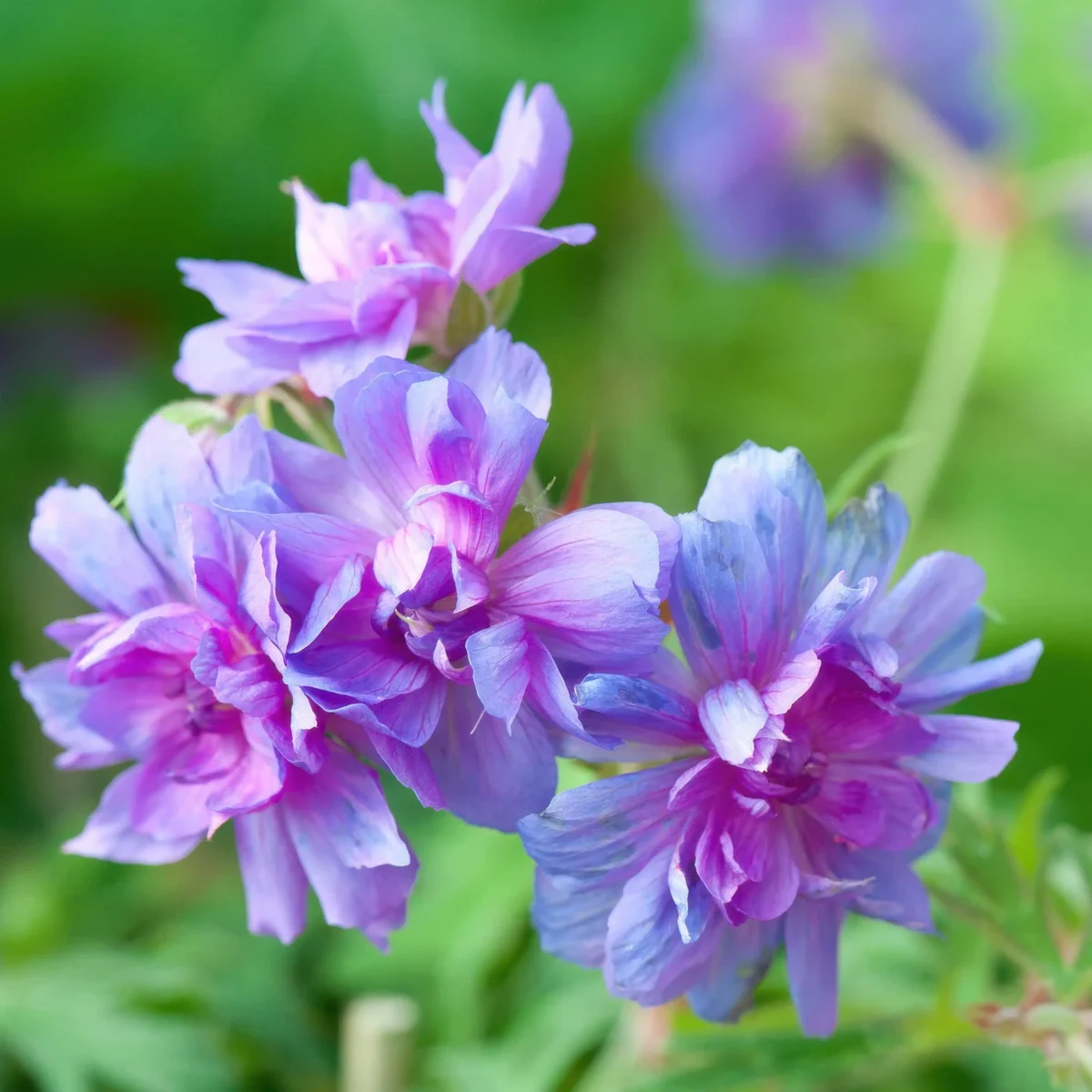 geranium-pratense-plenum-caeruleum-1.webp