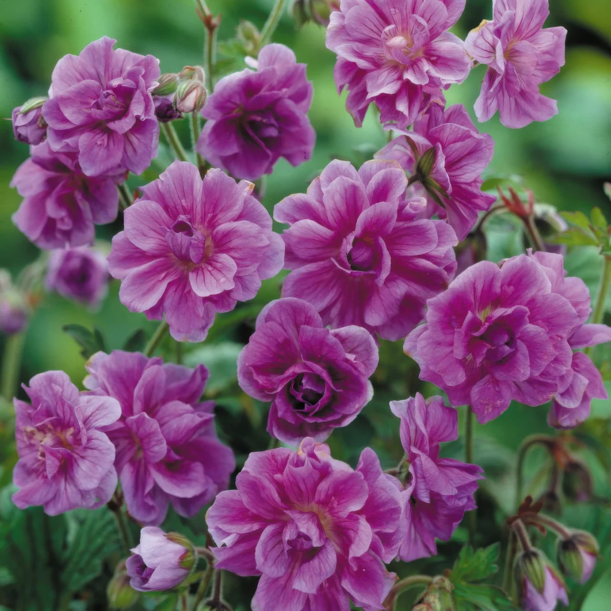geranium-birch-double-1.webp
