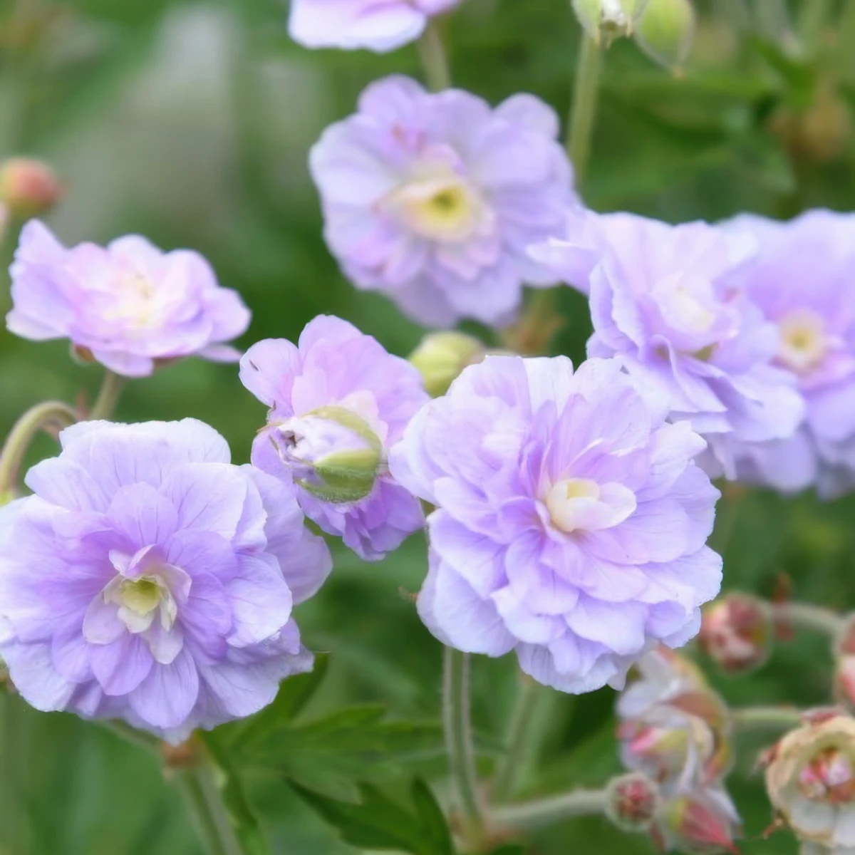 geranium-pratense-summer-skies-2.webp
