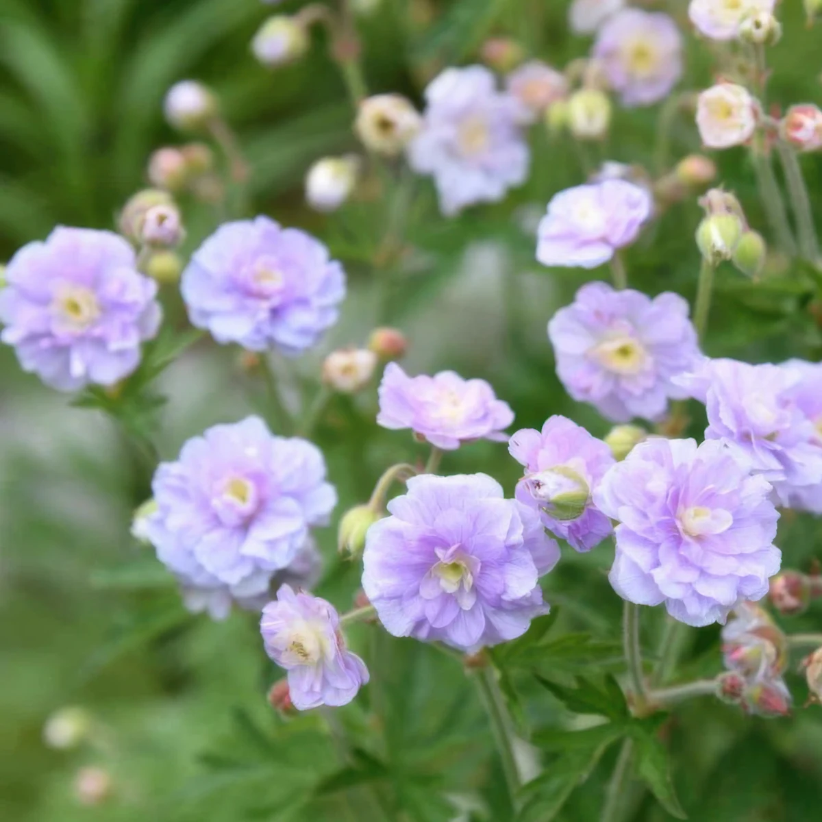 geranium-pratense-summer-skies-1.webp