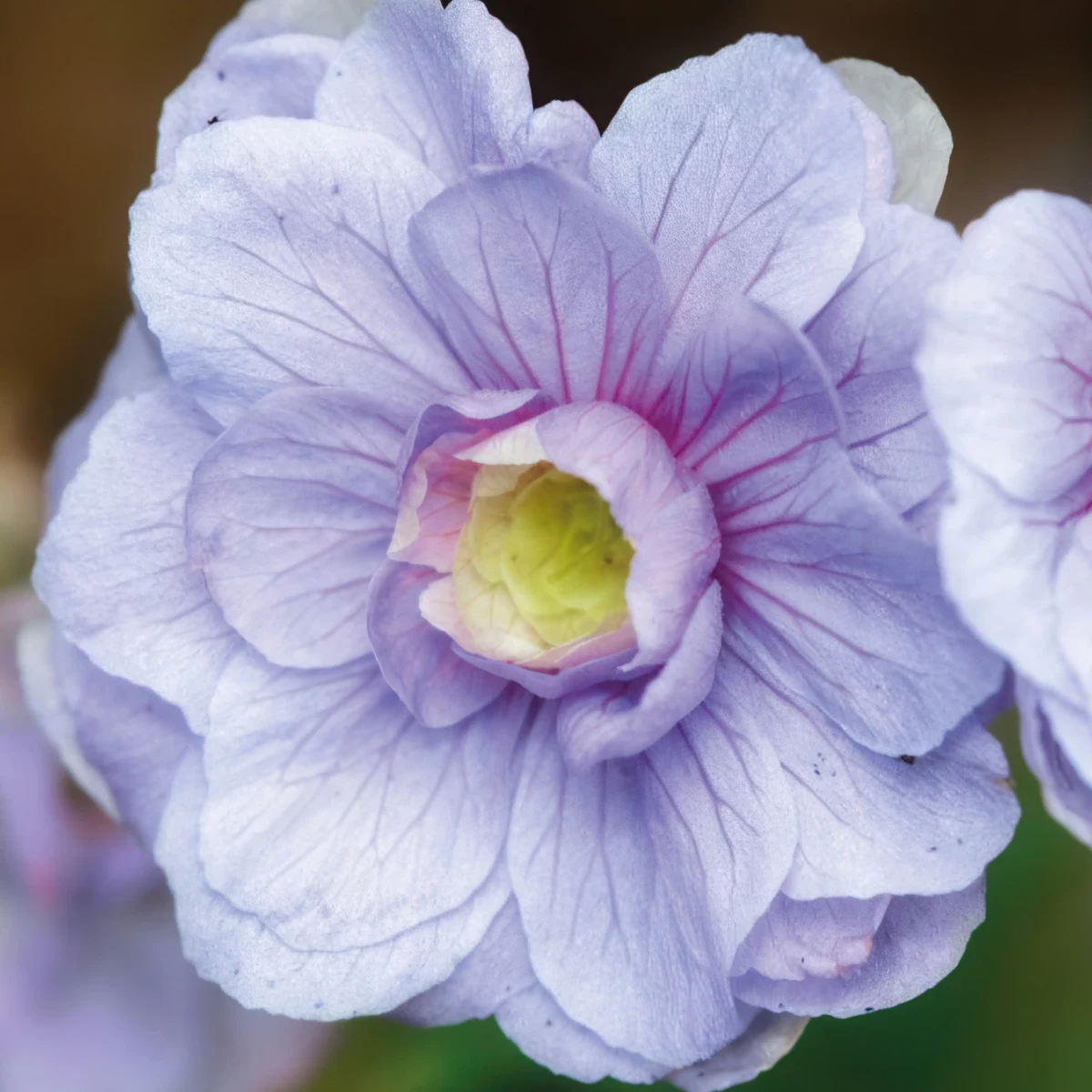 geranium-pratense-summer-skies-3.webp