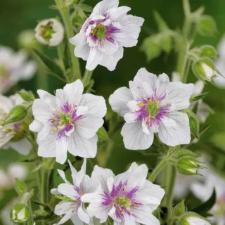 geranium-pratense-double-jewel-1.webp