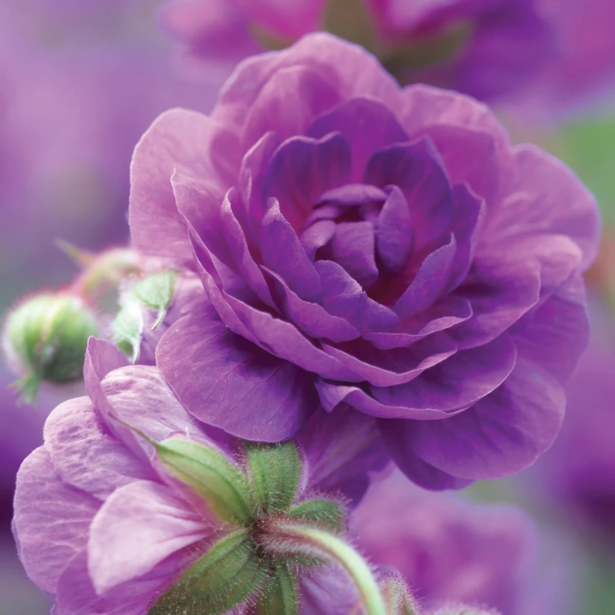 geranium-pratense-plenum-violaceum-2.webp