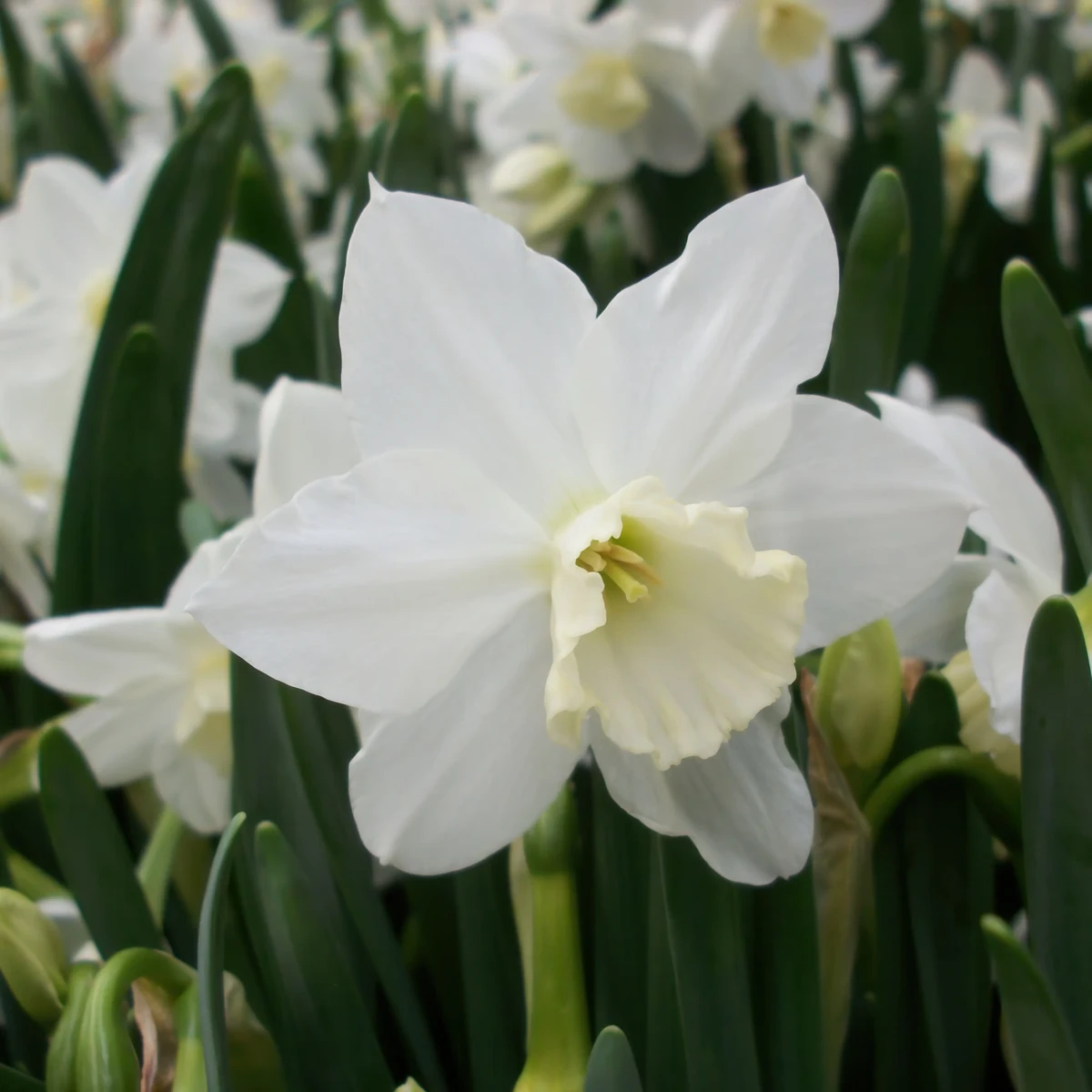 narcissus-tresamble-1.webp