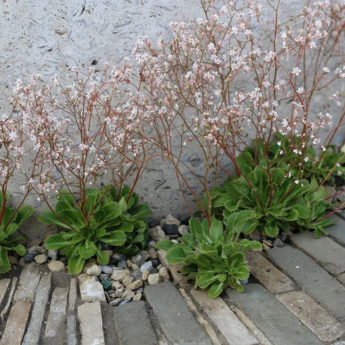 london-pride-urbium-saxifraga-london-pride-1.webp