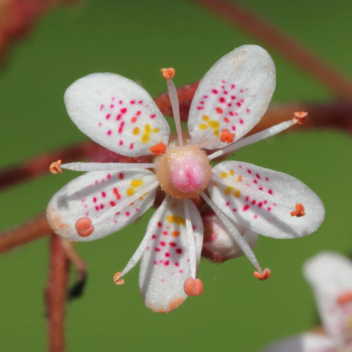 london-pride-urbium-saxifraga-london-pride-2.webp