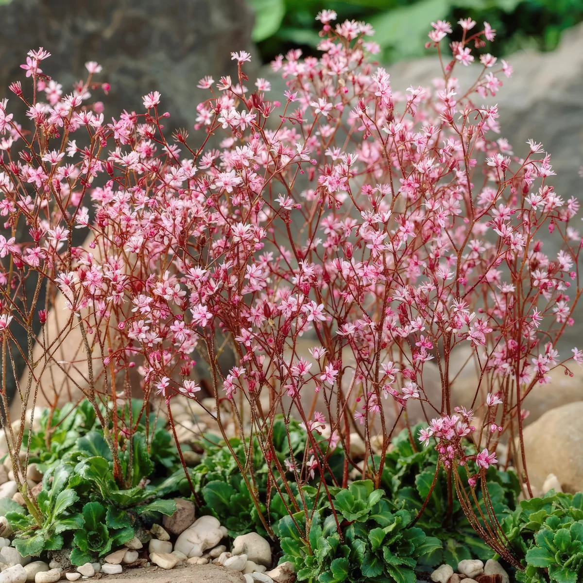 london-pride-urbium-saxifraga-london-pride-4.webp