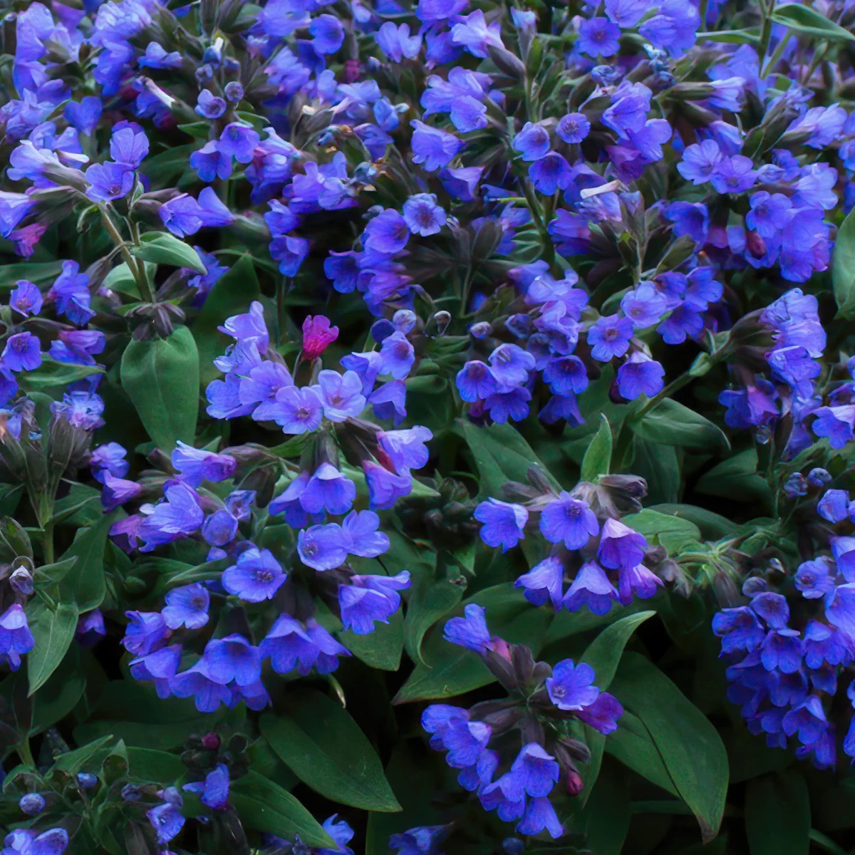 pulmonaria-lungwort-blue-ensign-2.webp