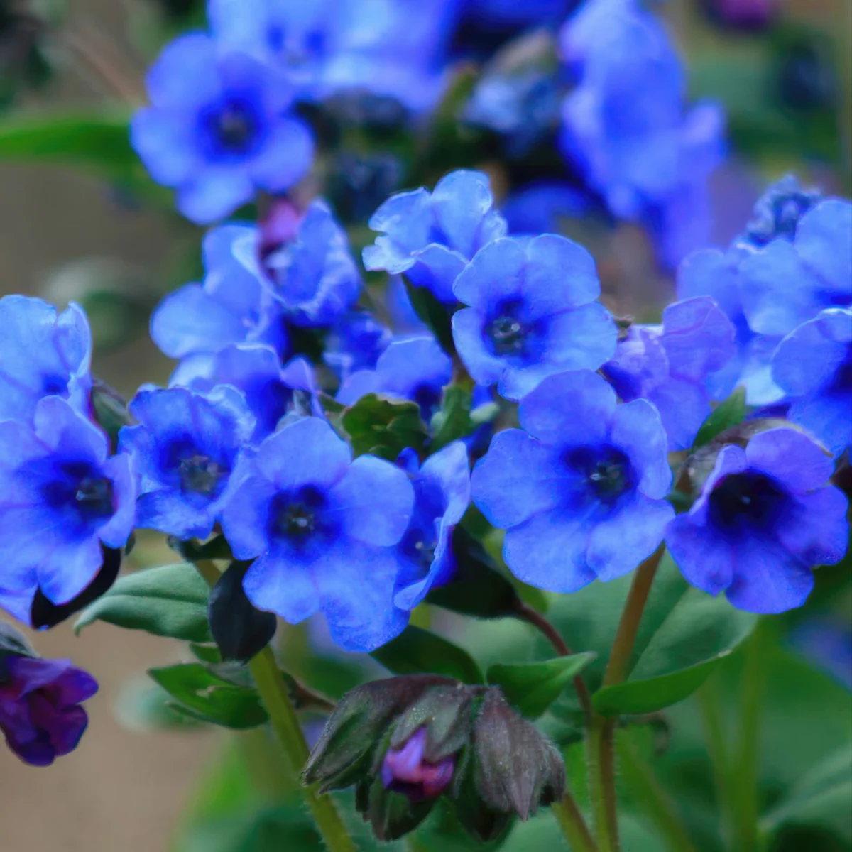 pulmonaria-lungwort-blue-ensign-4.webp