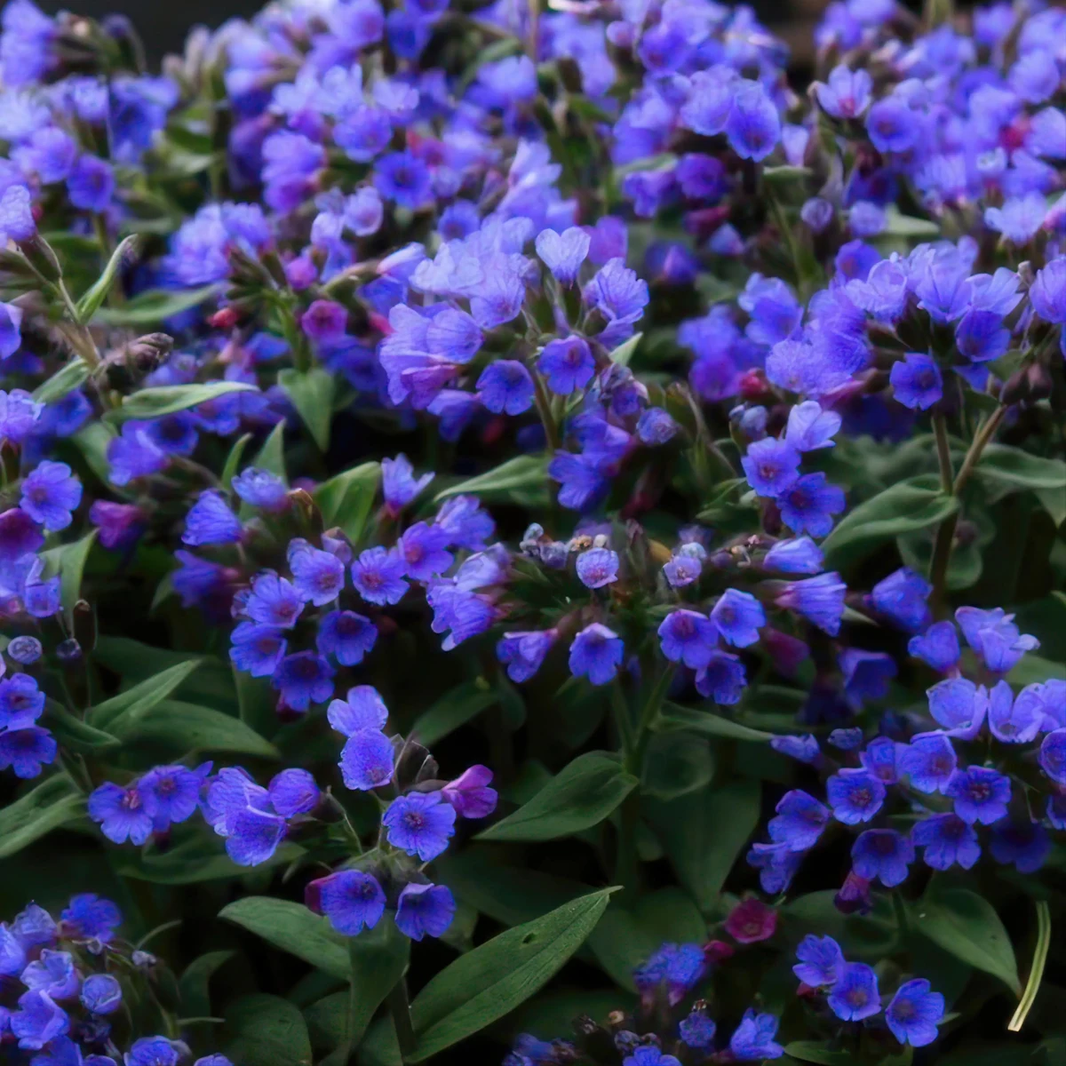 pulmonaria-lungwort-blue-ensign-3.webp