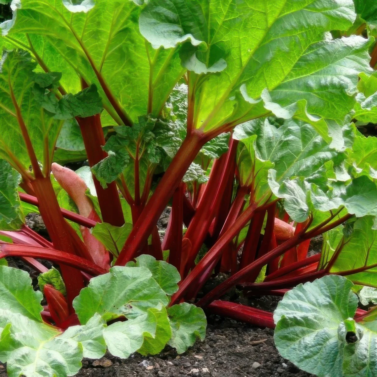 rhubarb-rheum-rhabarbarum-victoria-1.webp