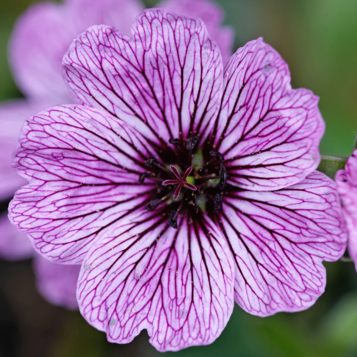 cranesbill-geranium-ballerina-2.webp