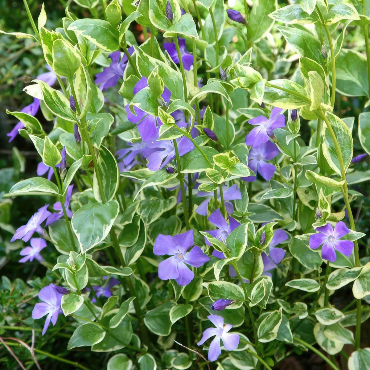 periwinkle-vinca-major-variegata_2.webp