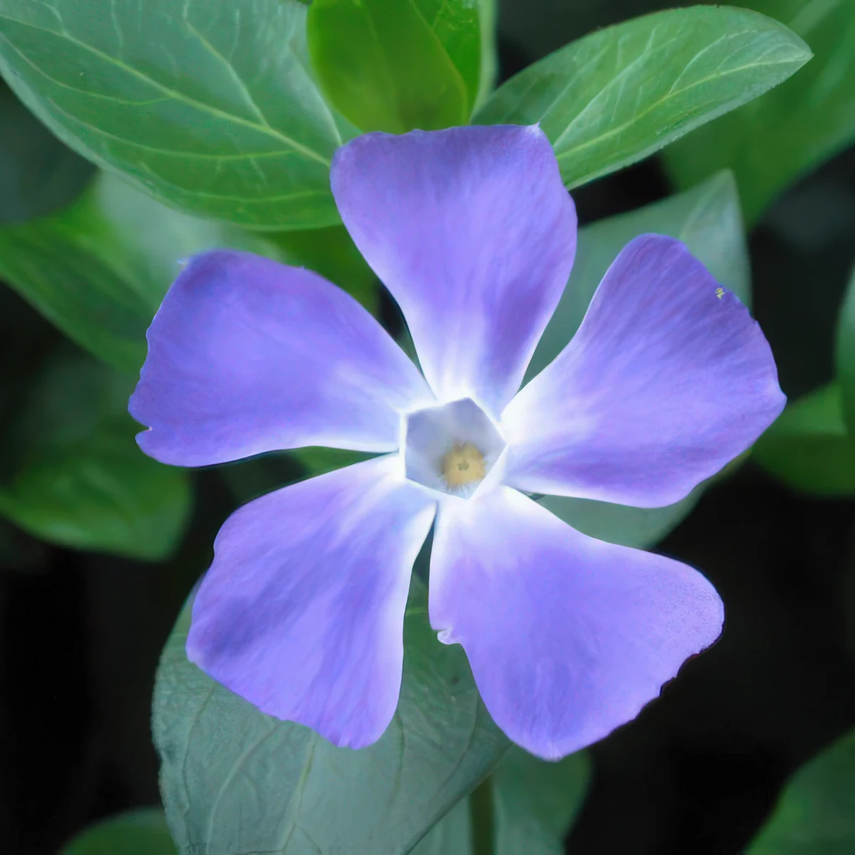 periwinkle-vinca-major-variegata_1.webp