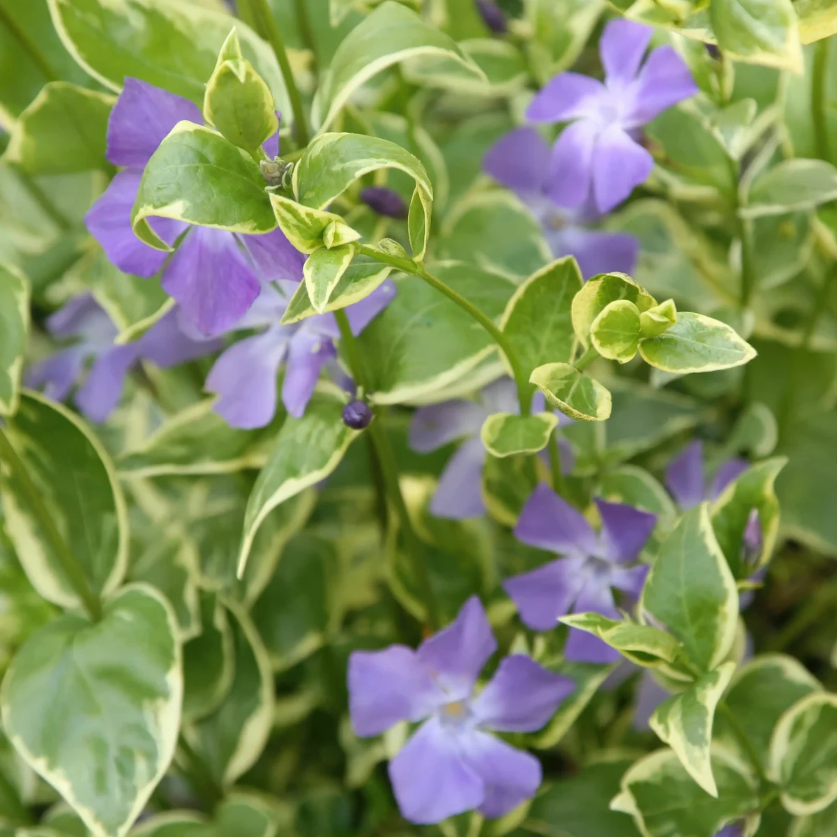 periwinkle-vinca-major-variegata_3.webp