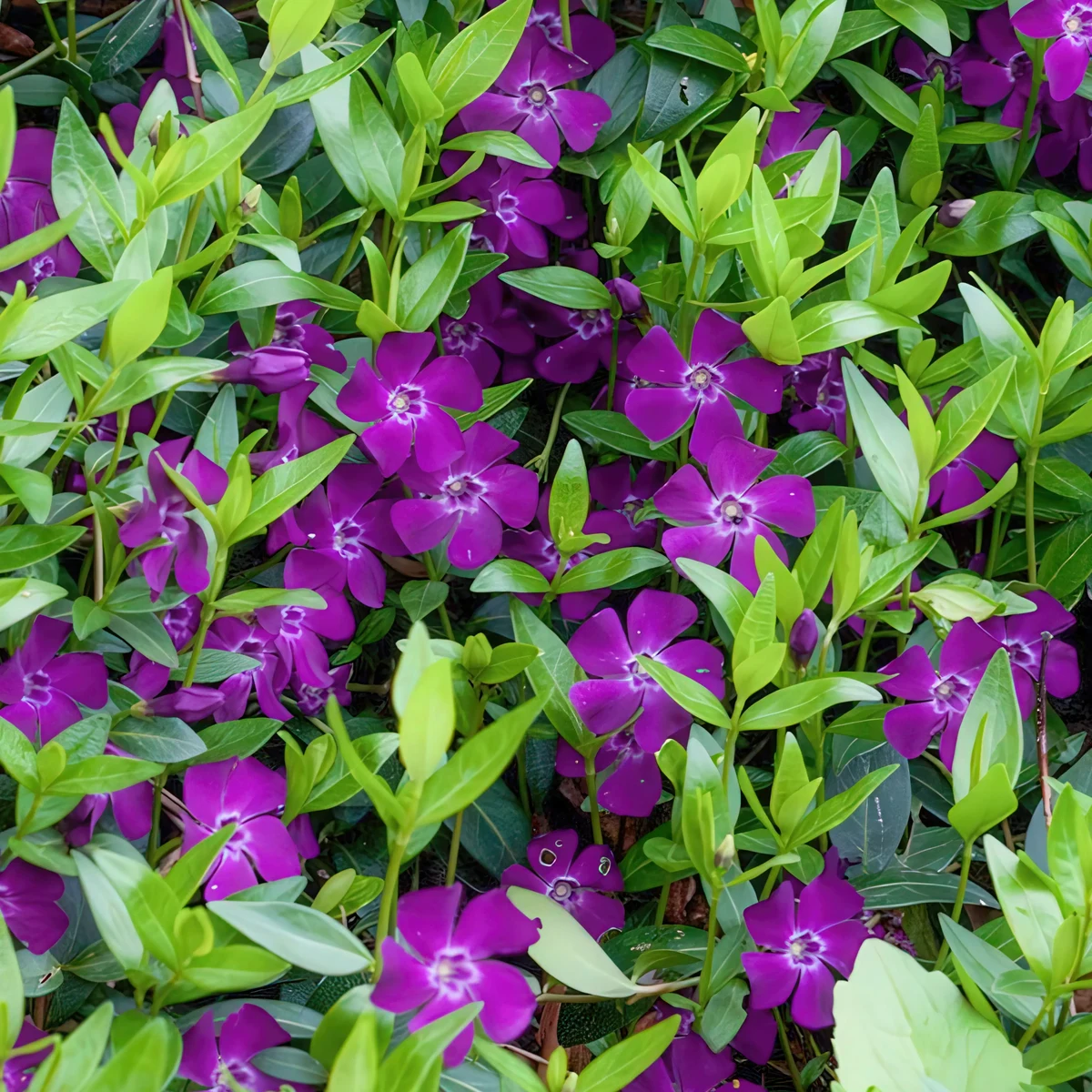 periwinkle-vinca-minor-atropurpurea_3.webp