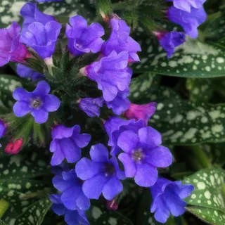 pulmonaria-lungwort-trevi-fountain-2.webp