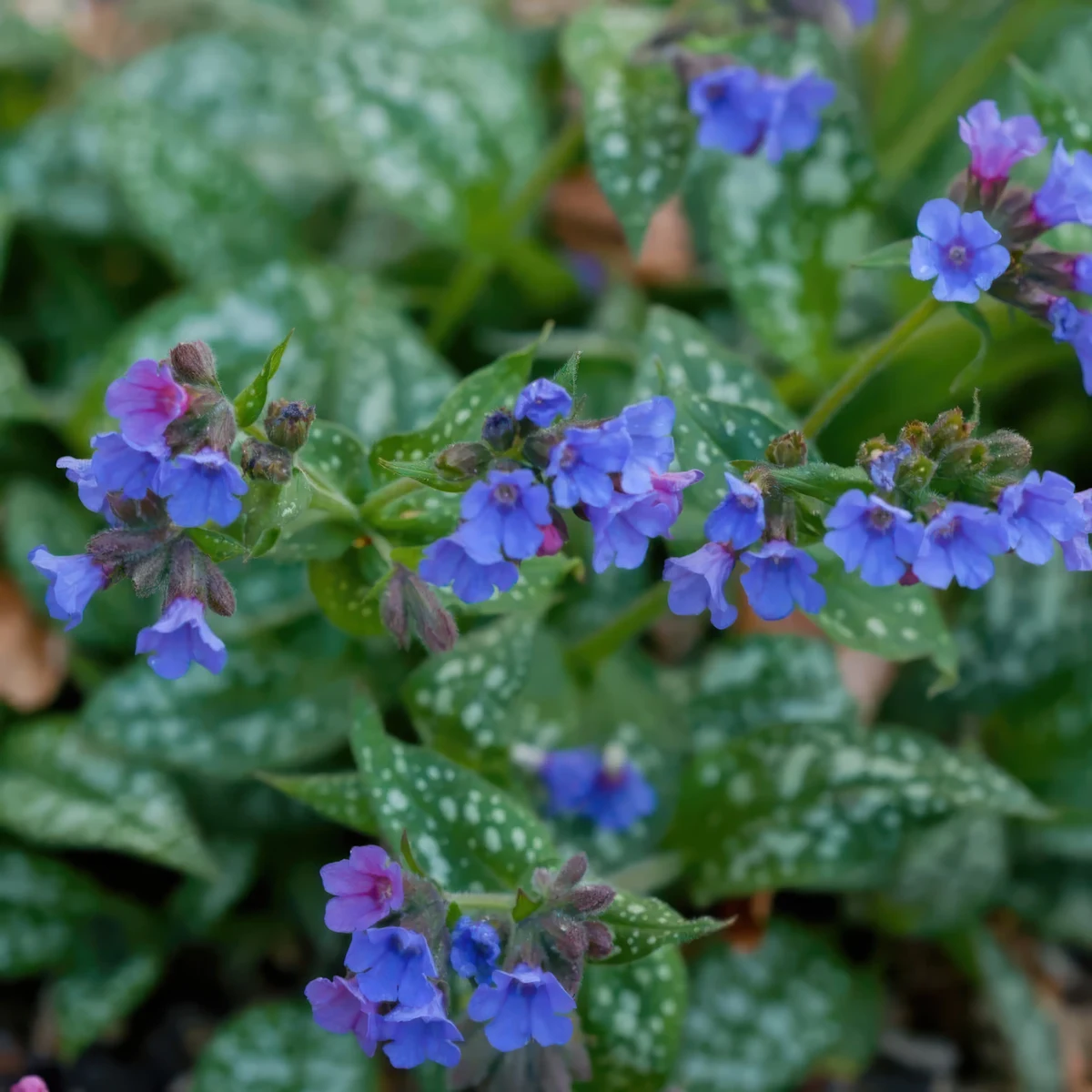 pulmonaria-lungwort-trevi-fountain-1.webp