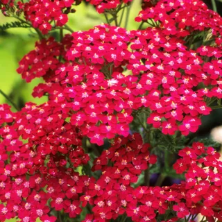 achillea-yarrow-cassis.webp