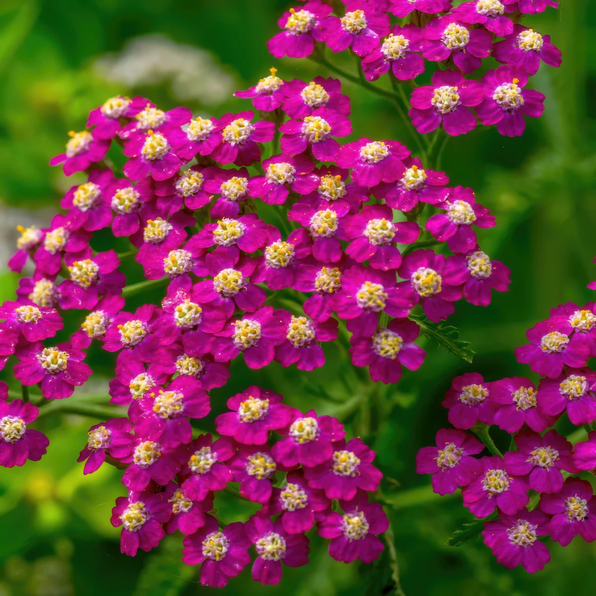 achillea-yarrow-cerise-queen.webp