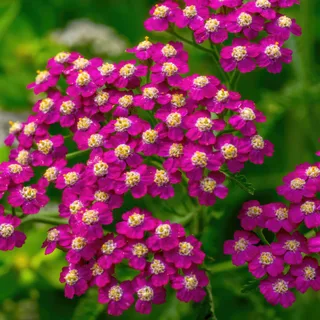 achillea-yarrow-cerise-queen.webp