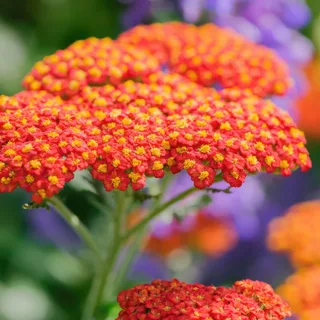achillea-yarrow-paprika.webp