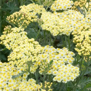 achillea-yarrow-summer-fruits-lemon-1.webp