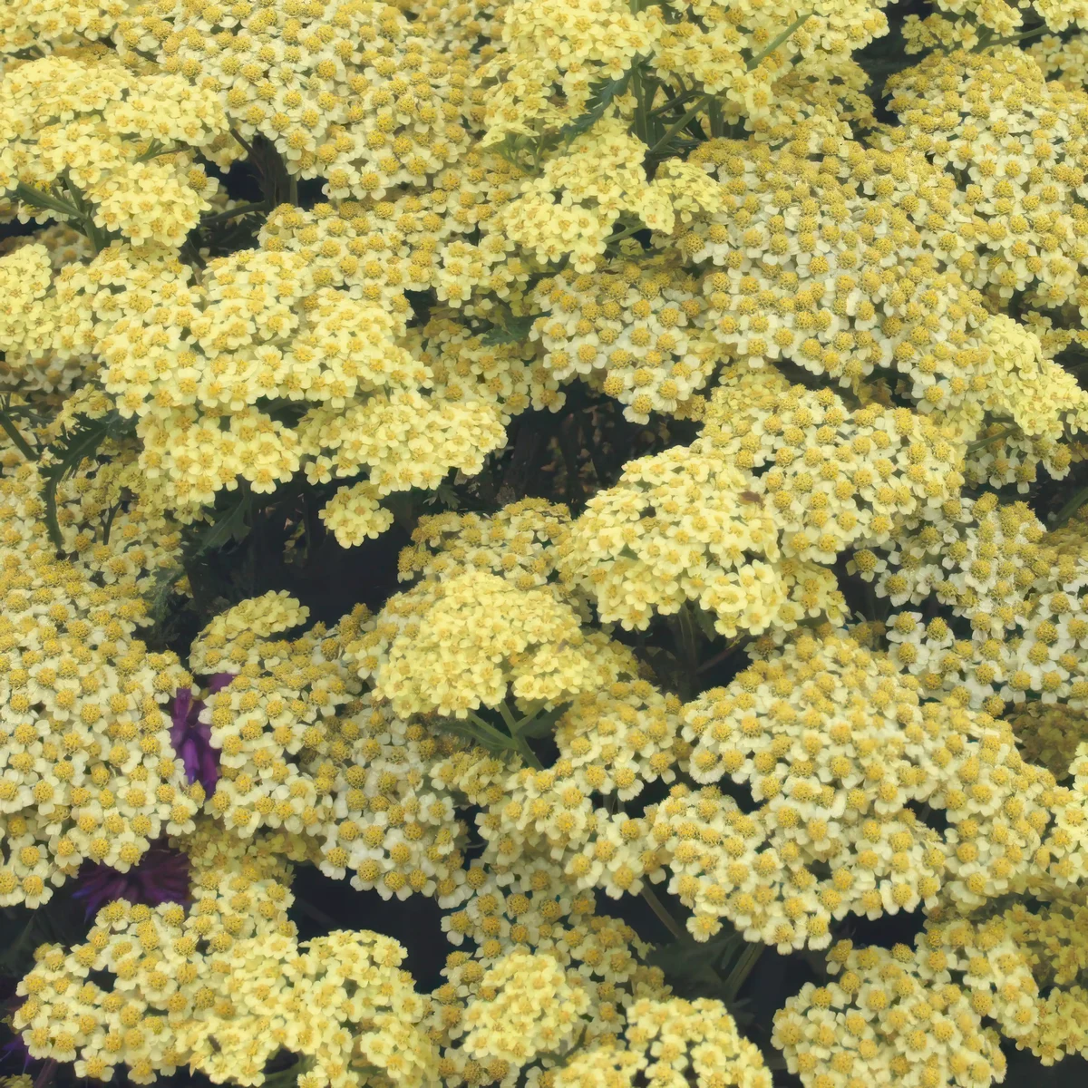 achillea-yarrow-summer-fruits-lemon-2.webp
