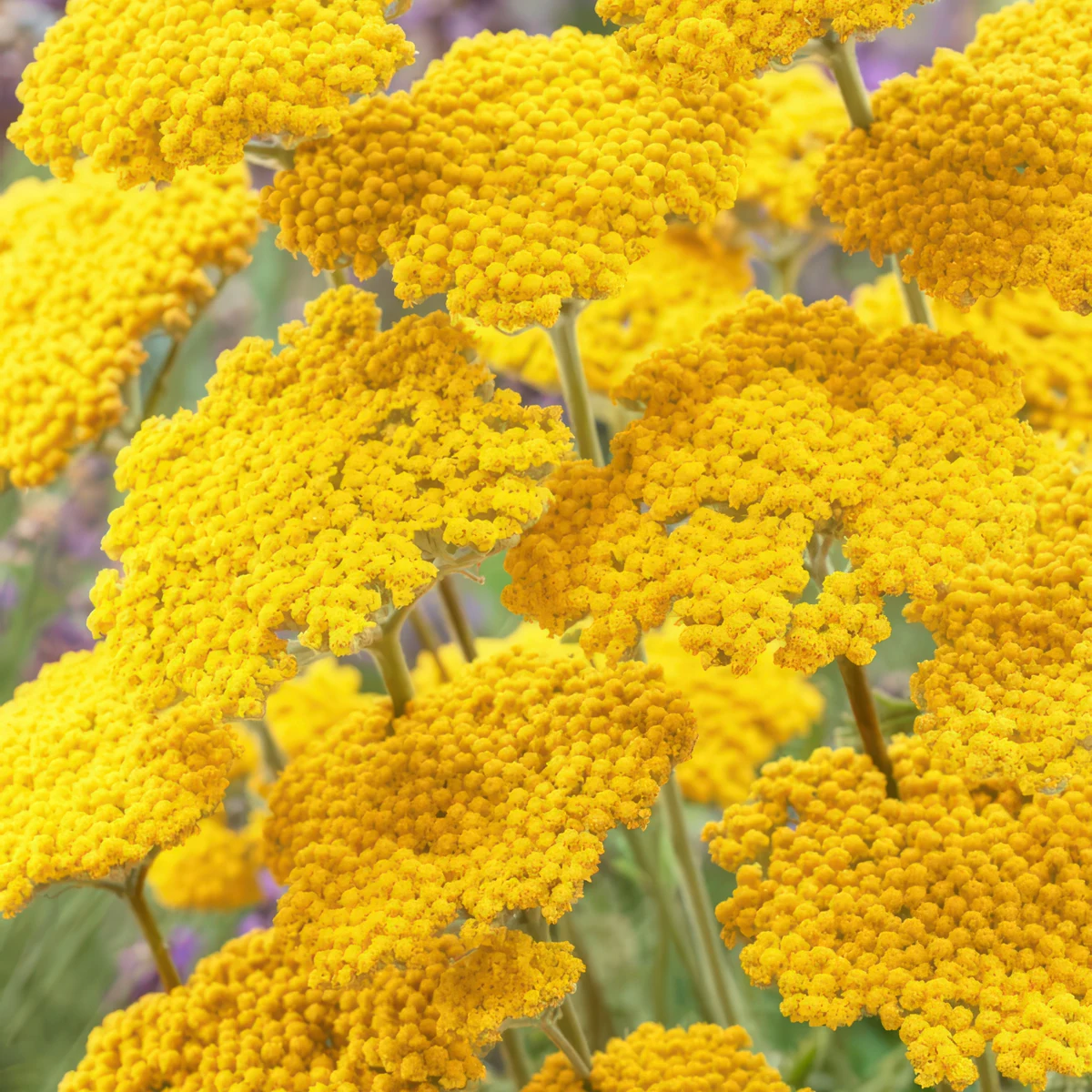 achillea-yarrow-coronation-gold_3.webp