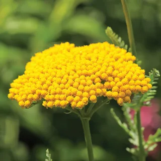 achillea-yarrow-coronation-gold_2.webp