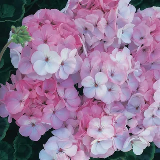 geranium-horizon-appleblossom.webp