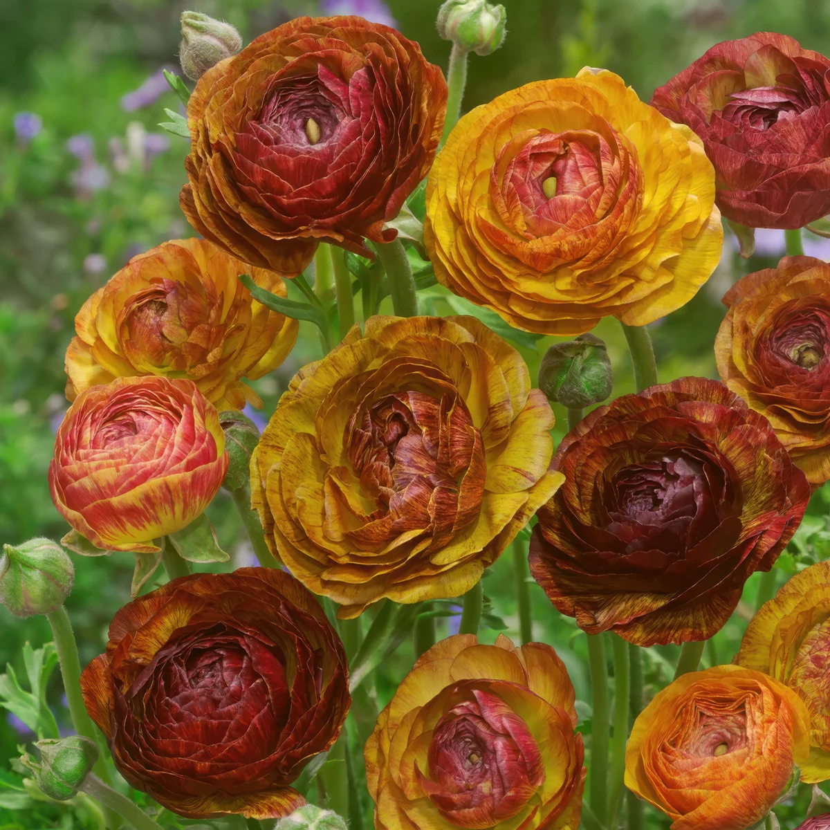 ranunculus-asiaticus-picotee-cafe-au-lait.webp