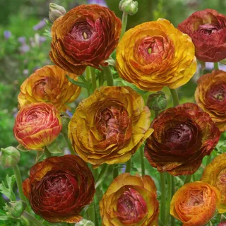 ranunculus-asiaticus-picotee-cafe-au-lait.webp