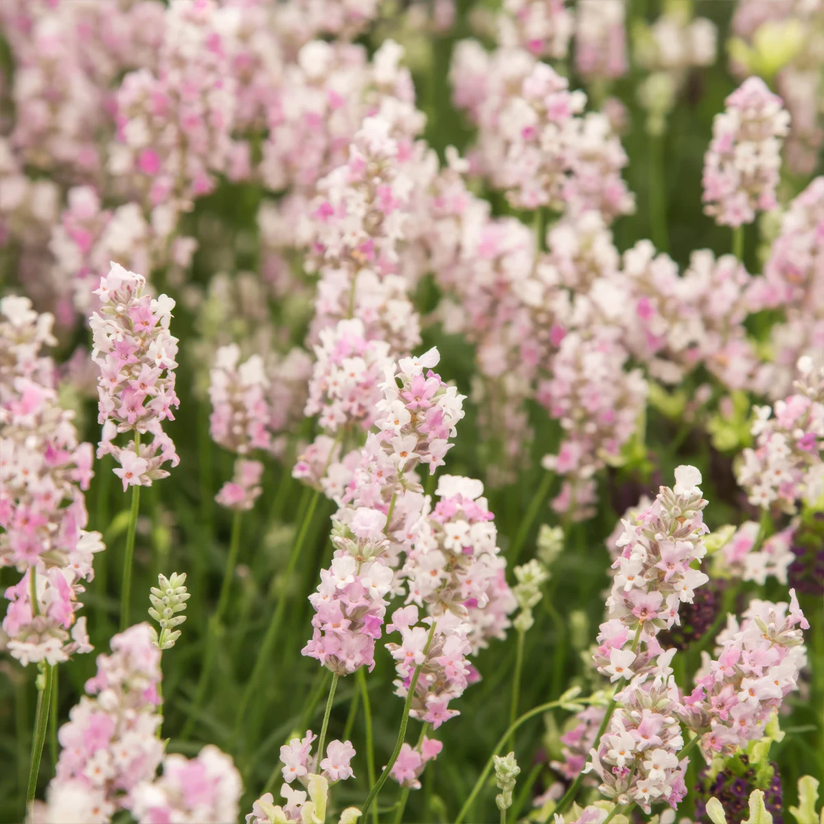 lavender-hidcote-pink.webp