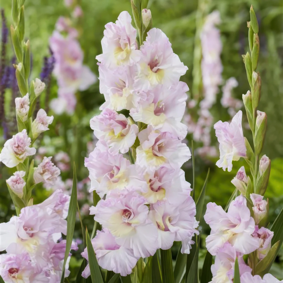 gladioli-gladiolus-magenta-princess.webp