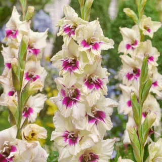 gladioli-gladiolus-amber-mystique.webp