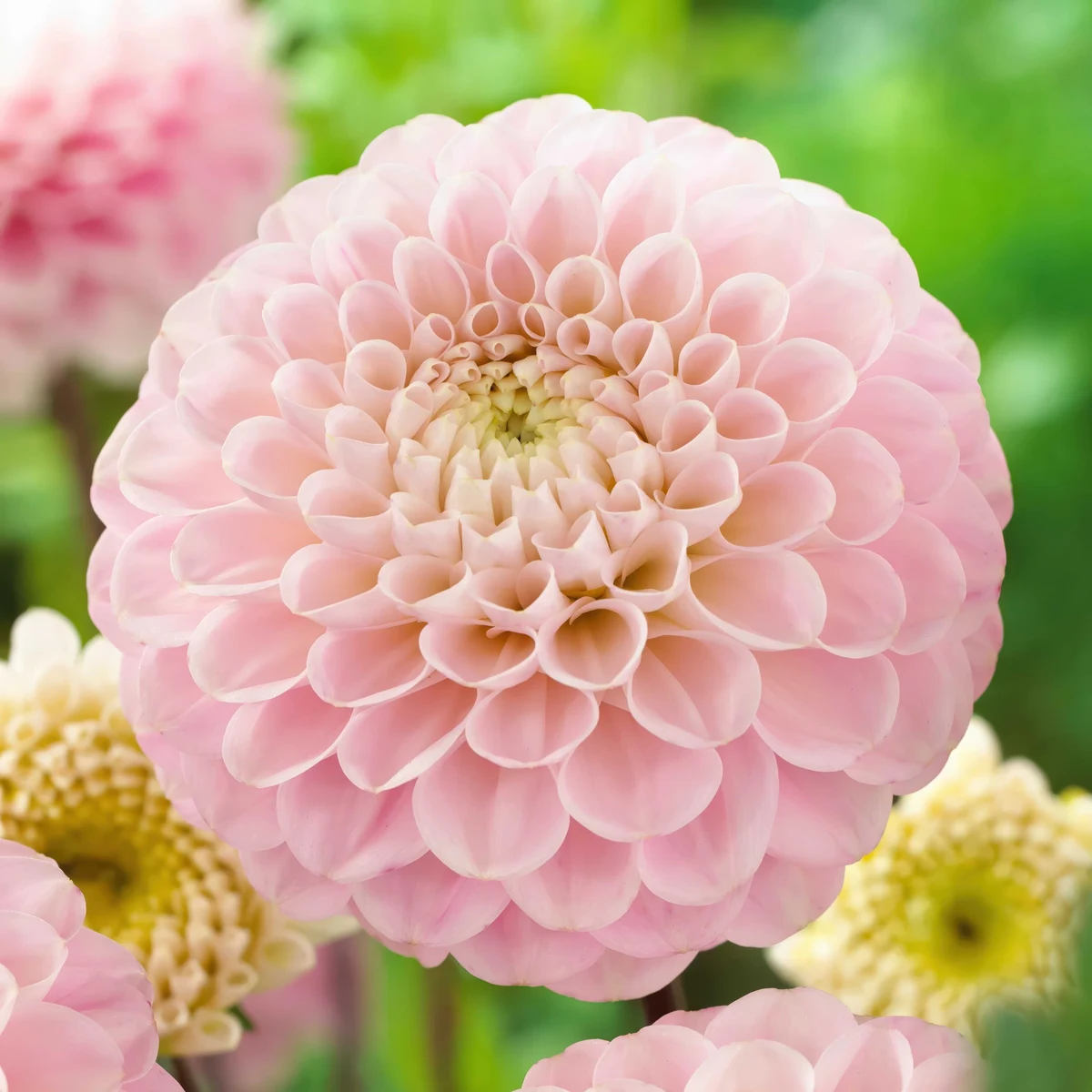 dahlia-wizard-of-oz-1.jpg