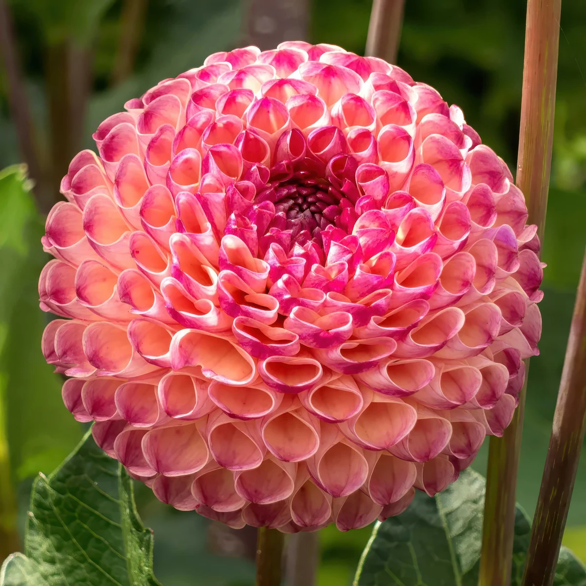 dahlia-burlesca-1.jpg