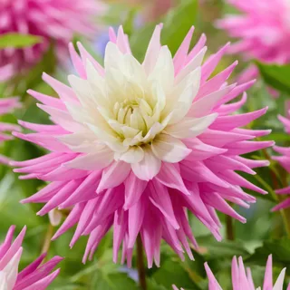 dahlia-hillcrest-candy-1.webp