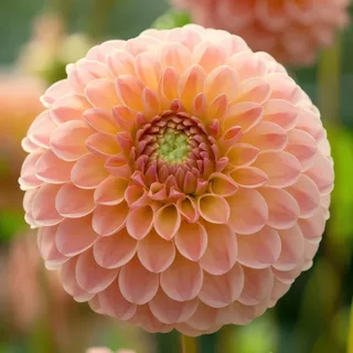 dahlia-l.a.t.e.-1.webp