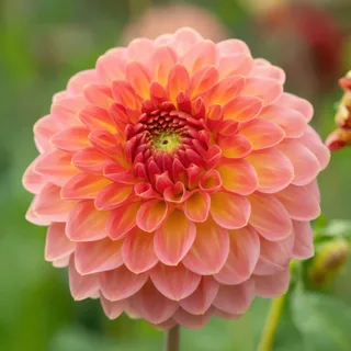 dahlia-hillcrest-suffusion-1.webp