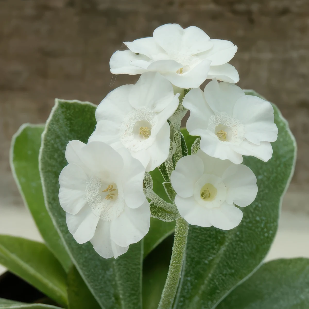 auriculas-mixed.webp
