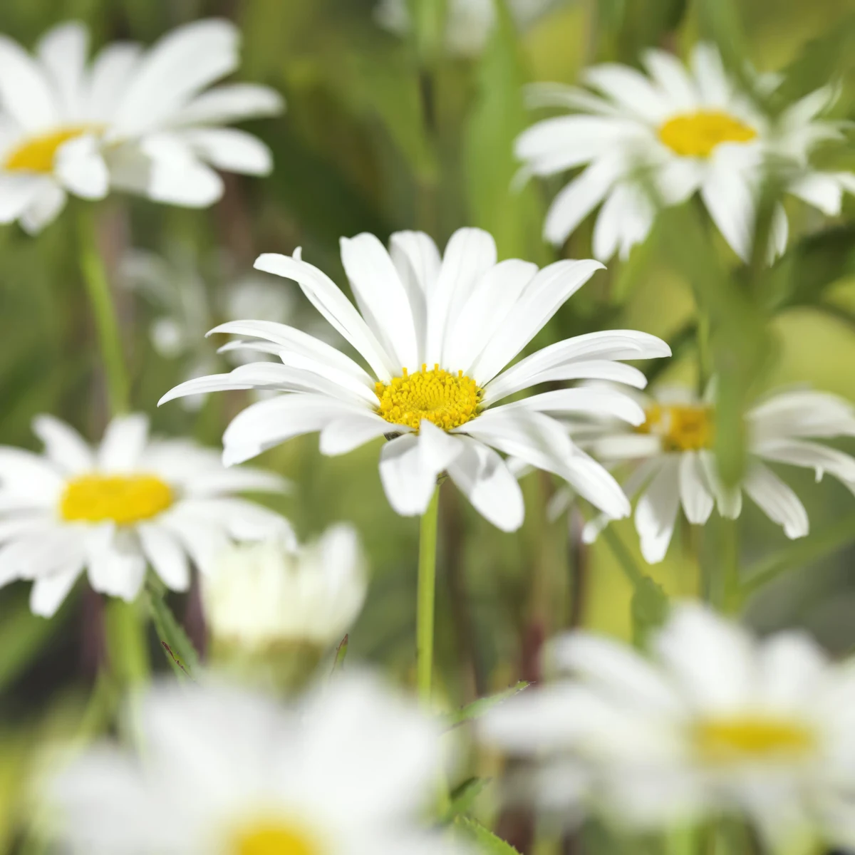 leucanthemum-alaska.webp