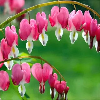 dicentra-spectabilis.webp