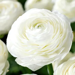ranunculus-tomer-white.webp