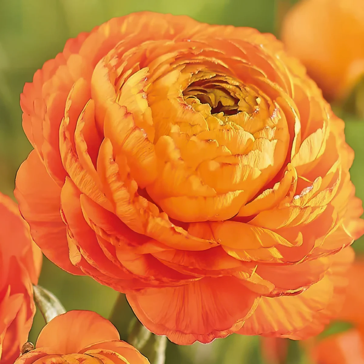ranunculus-tomer-orange.webp