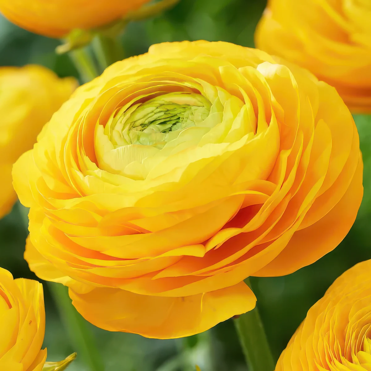 ranunculus-tomer-yellow.webp