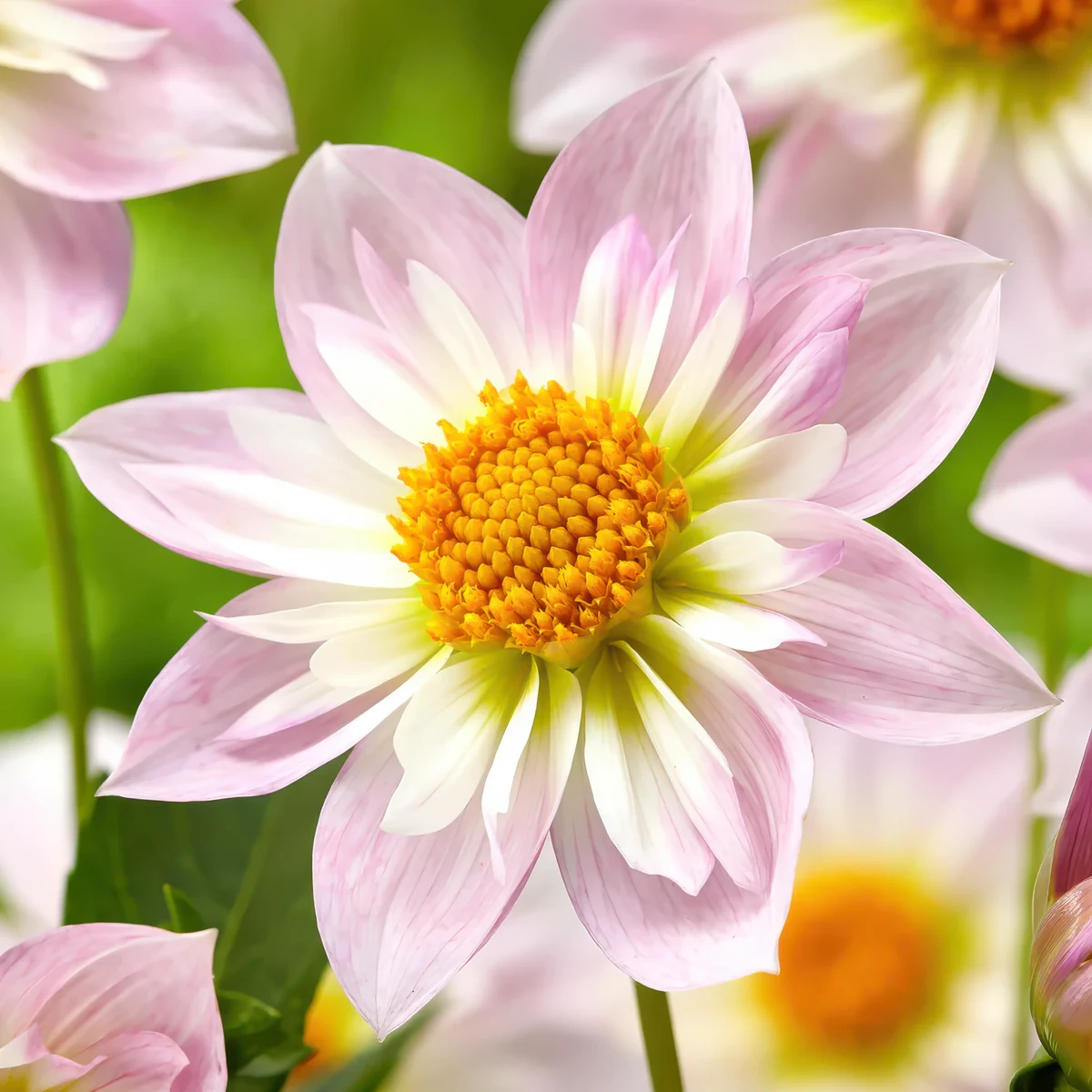 dahlia-teesbrooke-audrey.webp