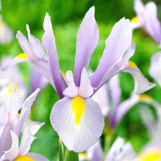 iris-king-mauve.webp