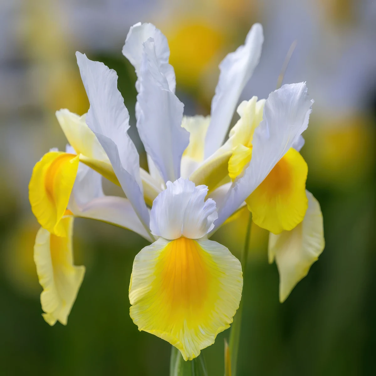 iris-apollo.webp